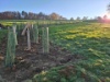 08 Hecke Weiherwegli