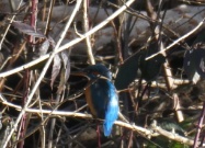 Eisvogel w