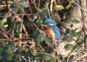 Eisvogel klein
