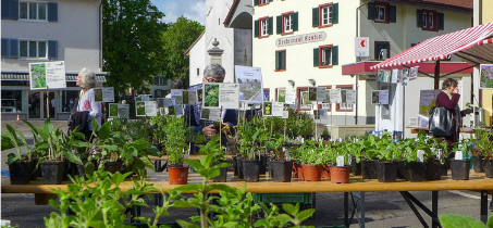 Wildpflanzenmarkt