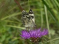06 Schachbrettfalter