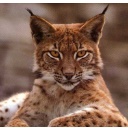 Luchs