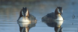 Podiceps cristatus 5 Marek Szczepanek 