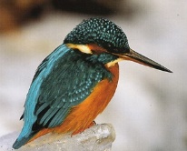 Eisvogel